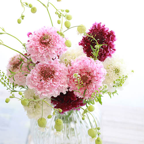 Weekly Fair スカビオサ10本と季節のグリーン ベースセット 青山フラワーマーケット公式 花屋 花 花束 フラワーギフト 通販