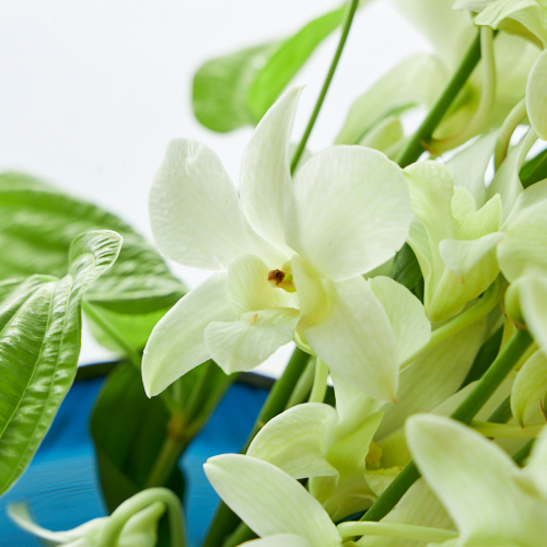 Weekly Fair デンファレ 白 ７本と季節のグリーン ベースセット 青山フラワーマーケット公式 花屋 花 花束 フラワーギフト 通販