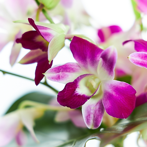 デンファレ 青山フラワーマーケット公式 花屋 花 花束 フラワーギフト 通販