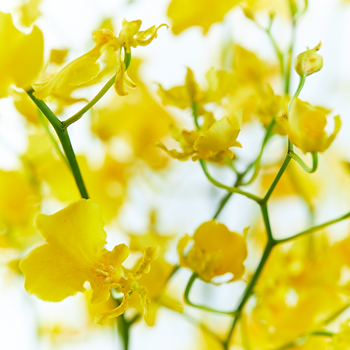 Weekly Fair オンシジウム イエロー ７本 季節のグリーン ベースセット 青山フラワーマーケット公式 花屋 花 花束 フラワーギフト 通販