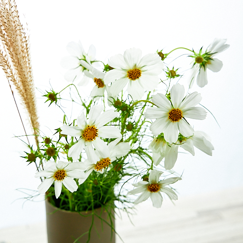 Weekly Fair コスモス 白系 12本 ススキ 青山フラワーマーケット公式 花屋 花 花束 フラワーギフト 通販 Weekly Fair コスモス 白系 12本 ススキ 青山フラワーマーケット公式 花屋 花 花束 フラワーギフト 通販