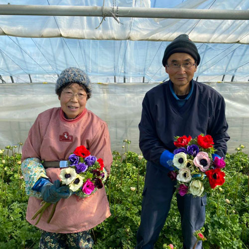 2 14 15到着 ビビットカラー Weekly Flower 信州諏訪のアネモネ モナリザ 12本 季節のグリーン ベースセット 青山フラワーマーケット公式 花屋 花 花束 フラワーギフト 通販