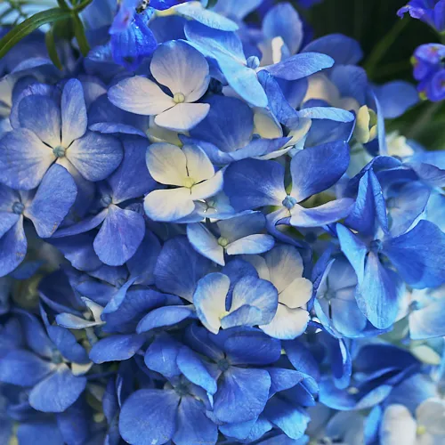 Season Flower アジサイとブルーの花S　【SERAX】KARAF 2°GLASSベースセット