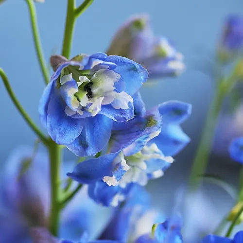 Season Flower アジサイとブルーの花M