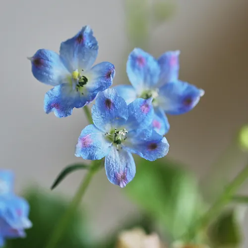Season Flower ブルー×ベージュの花S