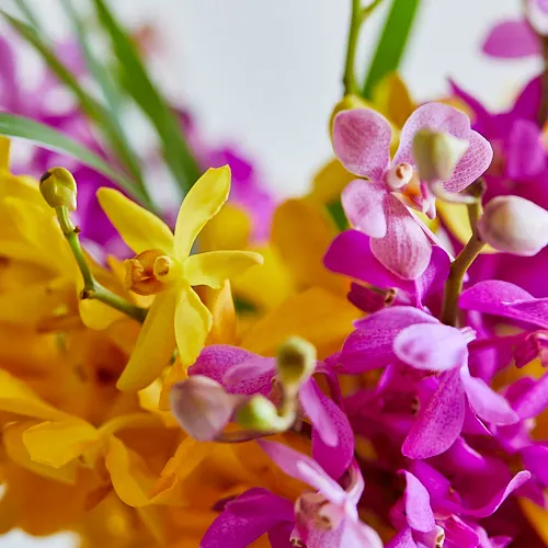 7/7-7/8到着】20周年企画の第一弾 Season Flower 【送料込み