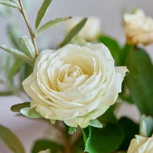 最短4日後～30日後まで】色鮮やかな秋バラをリーズナブルに