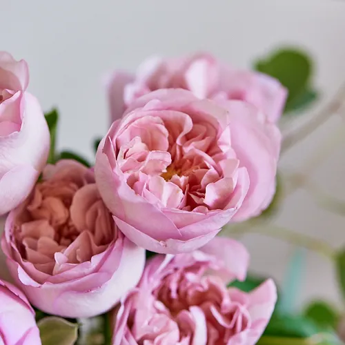 10/17-10/18到着】儚げなニュアンスカラーにうっとり Season Flower