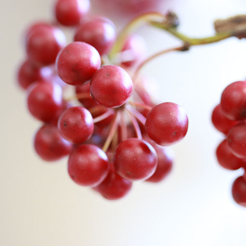 12/9-12/22到着】赤い実が冬に映える Season Flower【リース作りにも