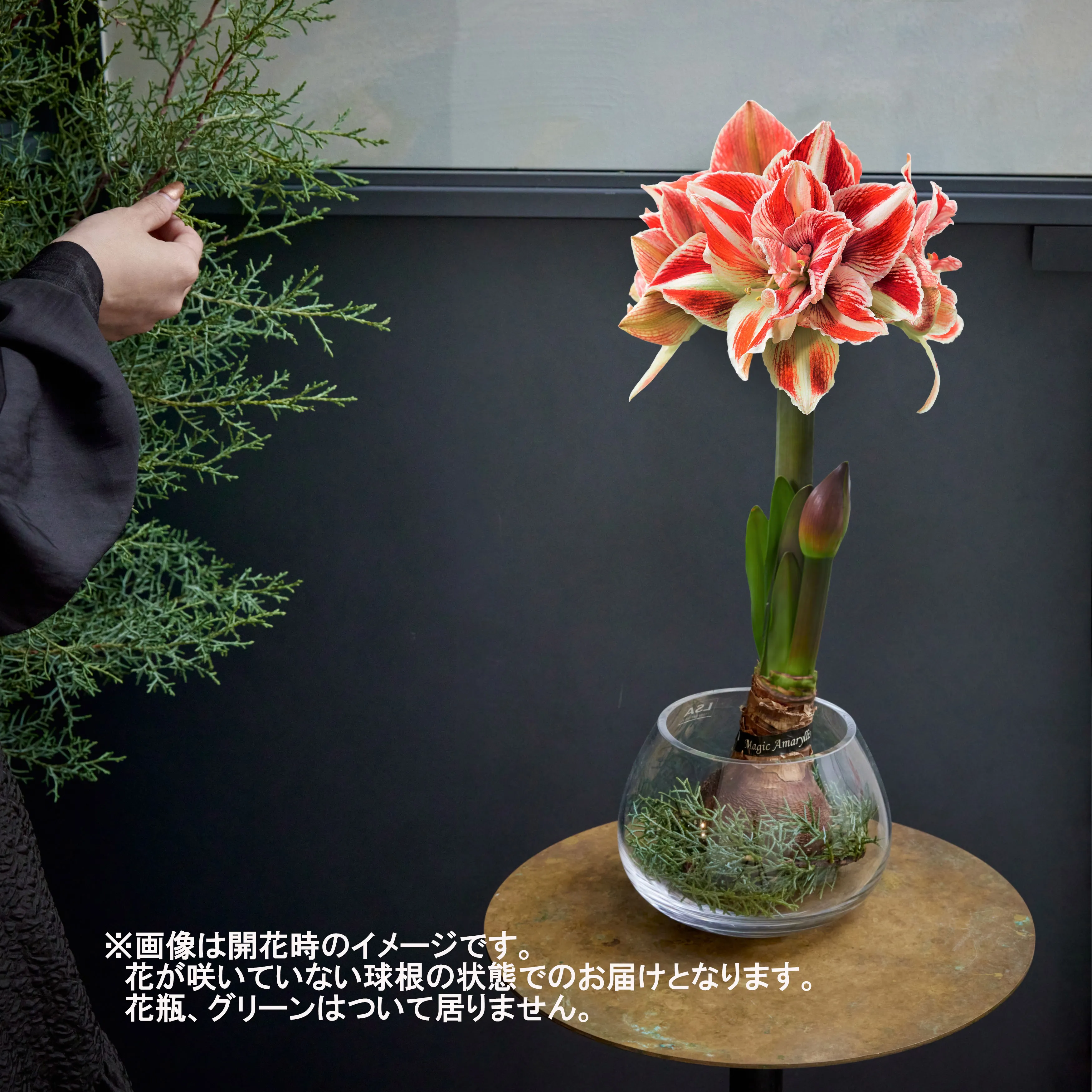 1/13以降～到着】水やりなしで紅白の花が咲く不思議な球根 Season