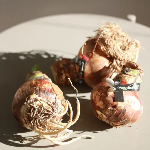 3/1～3/15到着】水やりなしで鮮やかな花が咲く不思議な球根 Season