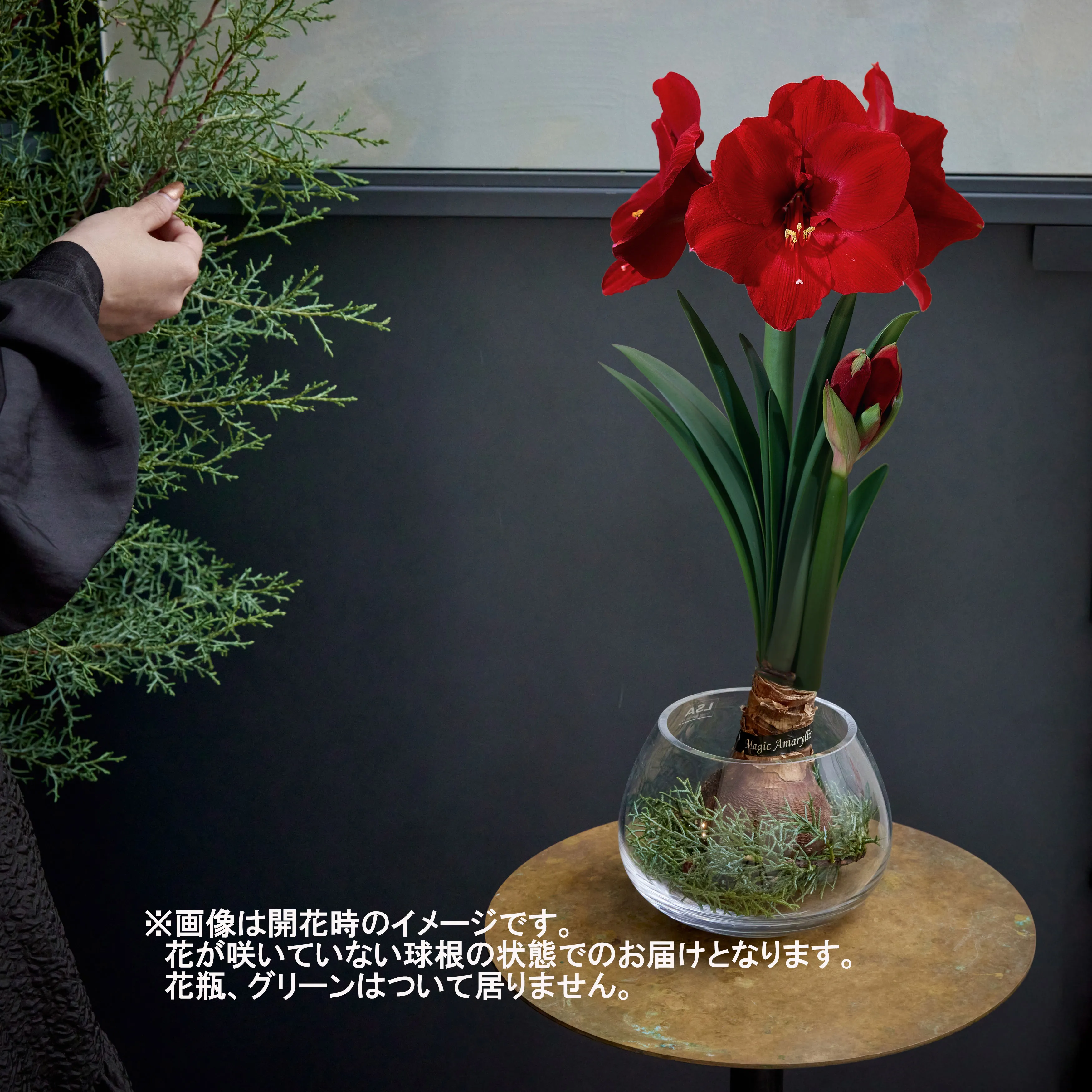 1/13以降～到着】水やりなしで鮮やかな花が咲く不思議な球根 Season