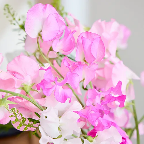 最終sale♡ spring garden♪桜のスイートピンク♡ハーバリウム 囲ま