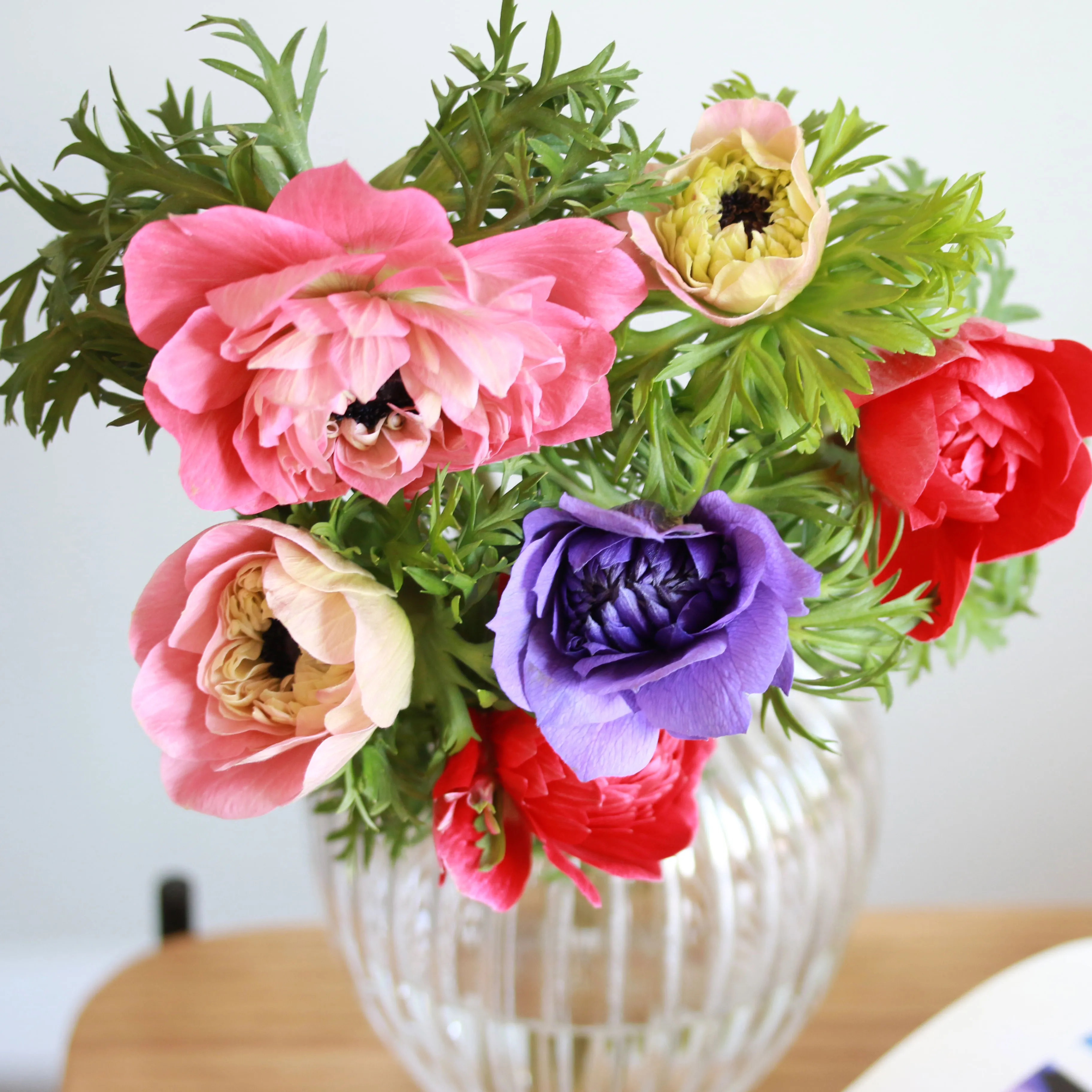 2月中旬以降～順次発送】見惚れる程のかわいさ！ Season Flower【希少