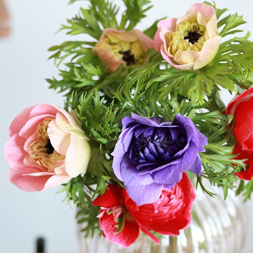 2月中旬以降～順次発送】見惚れる程のかわいさ！ Season Flower【希少