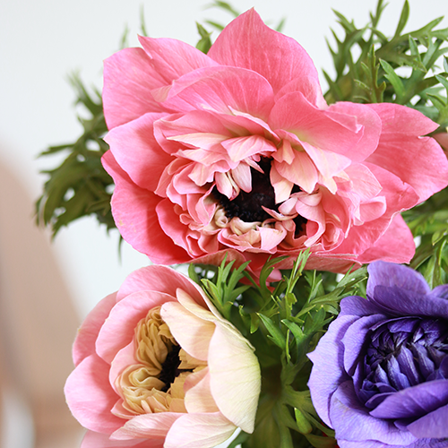 2月中旬以降～順次発送】見惚れる程のかわいさ！ Season Flower【希少