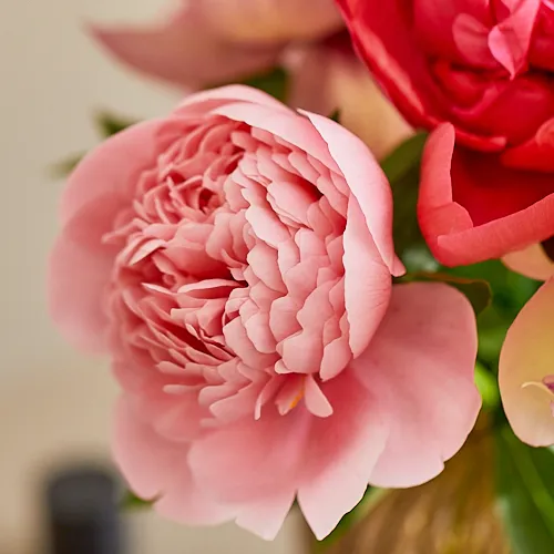 5月14日以降～順次お届け】希少！黒岩のシャクヤク Season Flower 黒岩