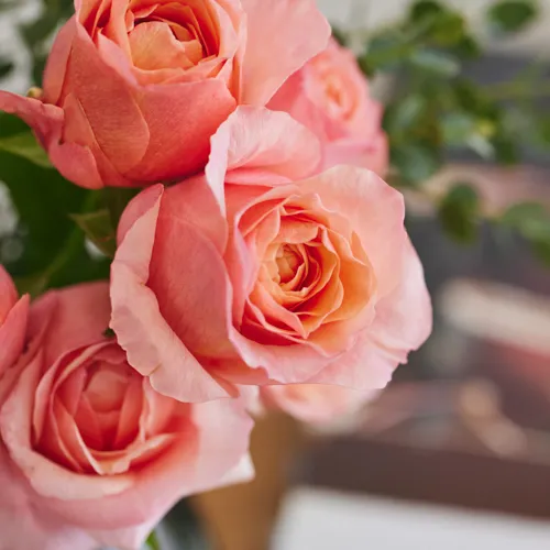 10/22-10/23到着】心華やぐロゼット咲きの花 Season Flower 【数量限定
