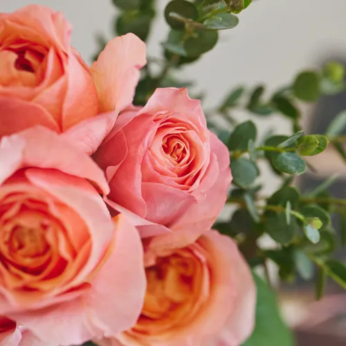 湖に咲く薔薇　３枚セット 湖に咲く薔薇 3枚セット Amazon.co.jp: バトルスピリッツ 湖に