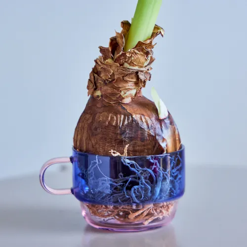 1/13以降～到着】水やりなしで鮮やかな花が咲く不思議な球根 Season