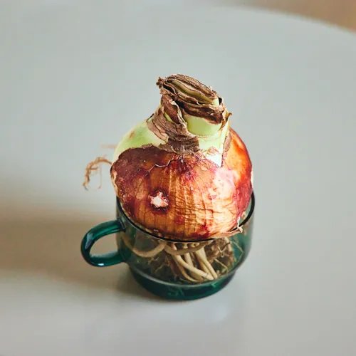 3/1～3/15到着】水やりなしで鮮やかな花が咲く不思議な球根 Season