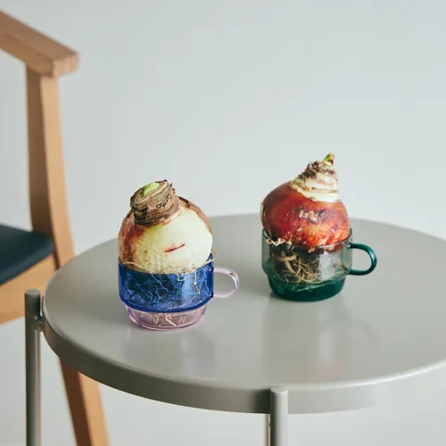 1/13以降～到着】水やりなしで紅白の花が咲く不思議な球根 Season