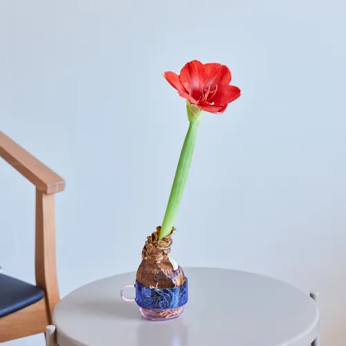 1/13以降～到着】水やりなしで鮮やかな花が咲く不思議な球根 Season