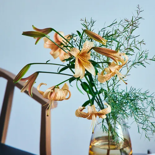 ヒマラヤ　アーユルベーダ　150ml x 2 新品花ちゃん様お取り置き 12/18-12/19到着】アプリコットカラーが美しいエレガントな花 Season