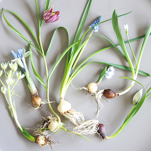 1/13以降～到着】水やりなしで紅白の花が咲く不思議な球根 Season