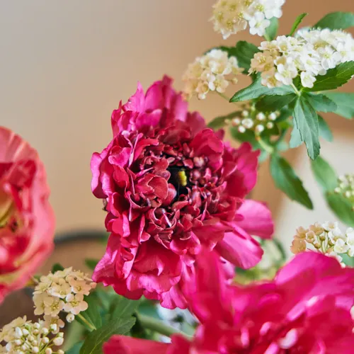 2/17-2/18到着】フリルのような花弁とカラーのコントラストが魅力