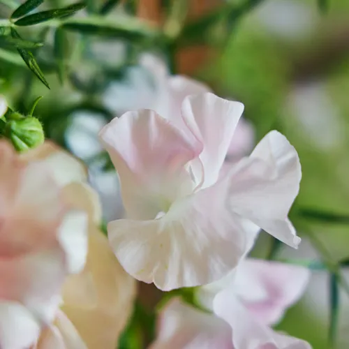 2/24-2/25到着】ボリューム豊かな3種のラナンキュラスの魅力を満喫