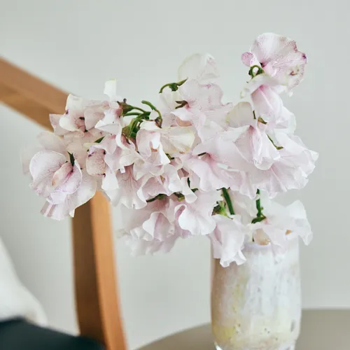 3月7日以降到着～順次発送】ノスタルジックで可憐な花で春を先取り