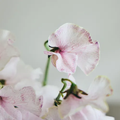 3月3日以降到着～順次発送】ノスタルジックで可憐な花で春を先取り