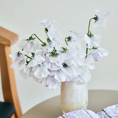 3月7日以降到着～順次発送】透明感のあるカラーが幻想的 Season Flower