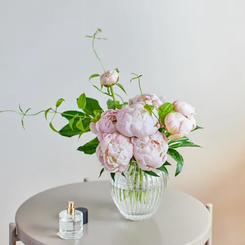 5/26-5/27到着】可愛く淡い八重のシャクヤク Season Flower JA中野市の