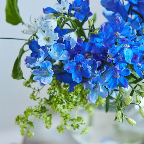 6/2-6/3到着】幻想的で凛とした花が主役 Season Flower 【送料込み