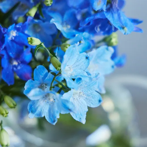 6/2-6/3到着】幻想的で凛とした花が主役 Season Flower 【送料込み