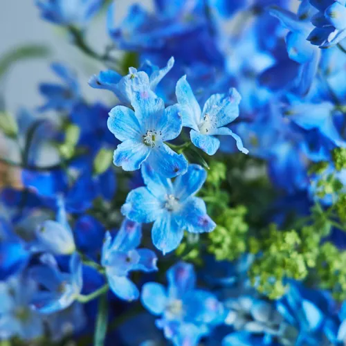 6/2-6/3到着】ドラマチックに咲き誇る幻想的な花々 Season Flower