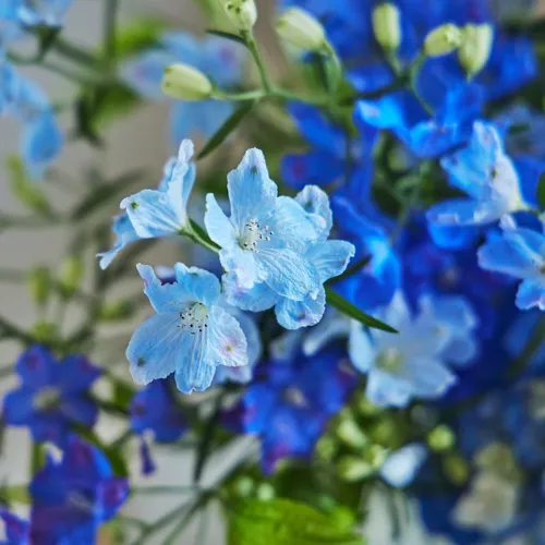 6/2-6/3到着】ドラマチックに咲き誇る幻想的な花々 Season Flower