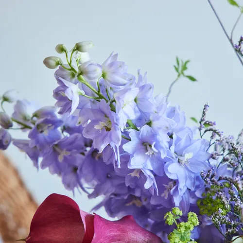 6/3～6/30到着】涼やかな草花とともに季節を慈しむ Season Flower