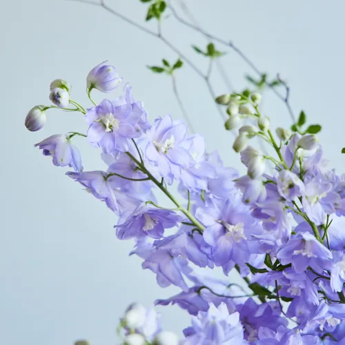 6/9-6/10到着】涼やかで華麗な花姿にうっとり Season Flower