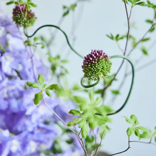 6/9-6/10到着】涼やかで華麗な花姿にうっとり Season Flower