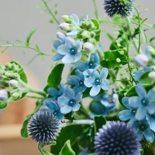 7/4-7/5到着】幻想的な星空をイメージ Season Flower 7月7日は七夕