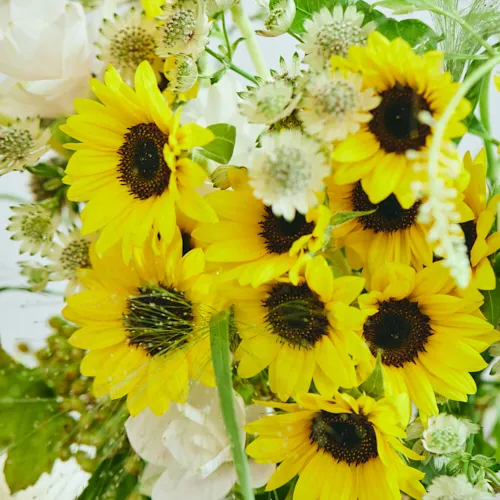 8/1～8/16到着】お部屋いっぱいの夏色で季節を感じて Season Flower