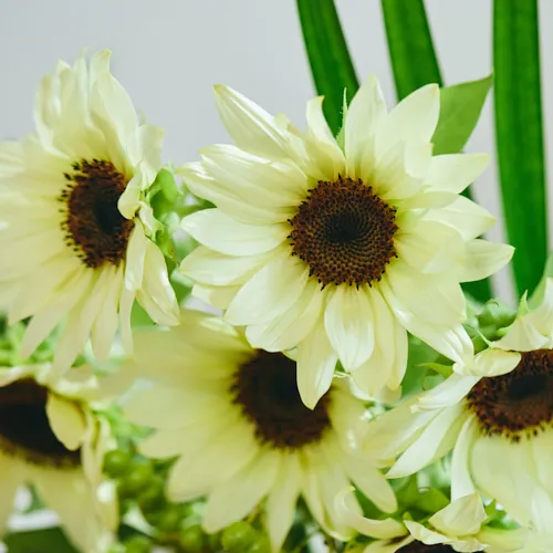 8/4-8/5到着】涼し気で上品な幻のひまわり Season Flower 【希少】白い