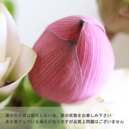 8/11-8/12到着】エキゾチックな花とグリーン Season Flower 【お盆用に