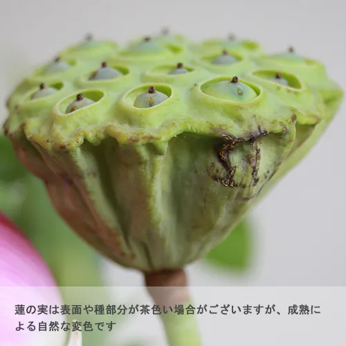 8/11-8/12到着】エキゾチックな花とグリーン Season Flower 【お盆用に