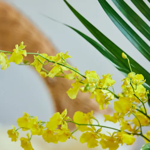 8/15-8/16到着】カラフルでエキゾチックな花たち Season Flower 夏の