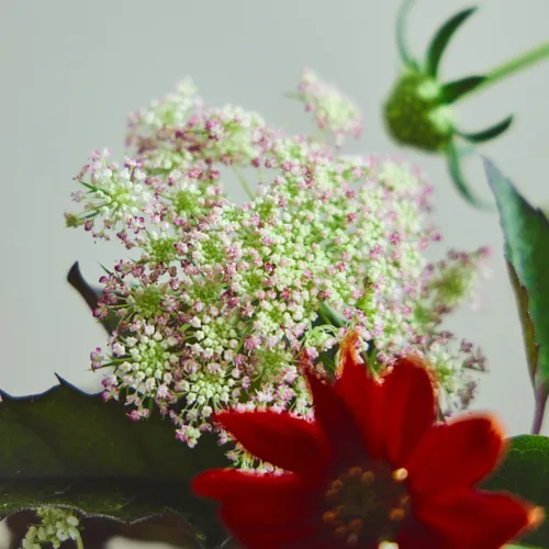 10/13-10/14到着】秋が旬の彩り鮮やかなアソート Season Flower 【well