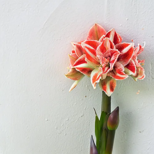 3/1～3/15到着】水やりなしで鮮やかな花が咲く不思議な球根 Season